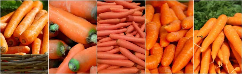 Transplanting Carrots