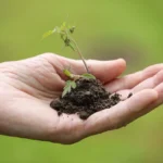 Transplanting Carrots