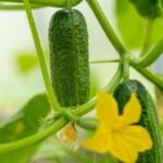 Growing Cucumbers