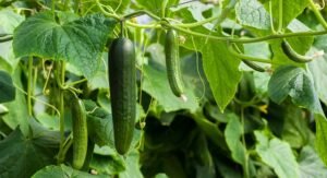 Growing Cucumbers