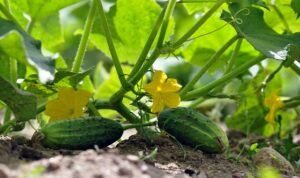 Growing Cucumbers